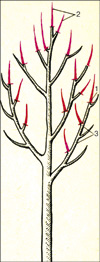 Обрезка молодого дерева груши: 1 ‑ укорачивание одногодичных приростов; 2 ‑ обрезка на боковую веточку; 3 ‑ вырез «на кольцо» ветвей, растущих внутрь кроны.