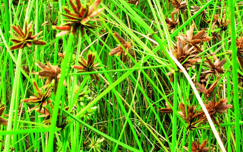 Двуплодника. Астериды подкласс. Вернонии пепельной. Манжишта марена сердцелистная. Двуплодник стебельковый.